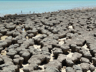 Stromatolites in Hamelin Pool Marine Nature Reserve, Shark Bay, Western Australia. UNESCO World Heritage site. Microbial mats formed by microorganisms, sand, rocky materials. Earth Geological history.