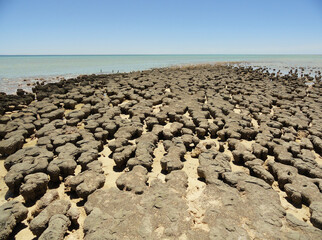 Stromatolites in Hamelin Pool Marine Nature Reserve, Shark Bay, Western Australia. UNESCO World Heritage site. Microbial mats formed by microorganisms, sand, rocky materials. Earth Geological history.