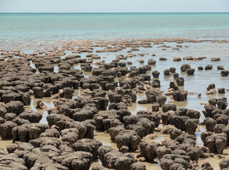 Stromatolites in Hamelin Pool Marine Nature Reserve, Shark Bay, Western Australia. UNESCO World Heritage site. Microbial mats formed by microorganisms, sand, rocky materials. Earth Geological history.