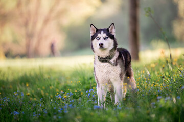 charming dog breed Siberian husky black and white color walks in a collar in nature in the park. © Maria Moroz