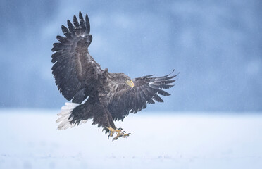 Sea eagle or white tailed eagle ( Haliaeetus albicilla)