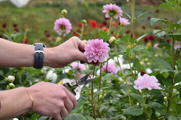 Fototapeta na wymiar Hands cutting pink dahlia flower with gardening scissors