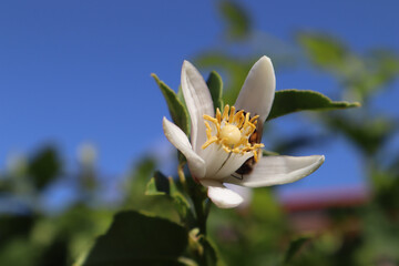 Lemon tree blossom, white flower and bee on a lemon tree on a summer day