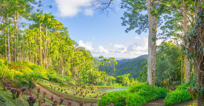 Jardins de la Balata &agrave; Fort-De-France, Martinique. Jardins exotique des Antilles Fran&ccedil;aises. 