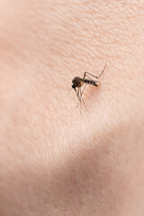 Stinging one mosquito insect