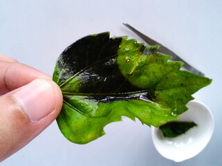Experimental test starch in leaf by drops of iodine