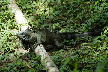 Green iguana (Iguana iguana) Iguanidae family. Amazon rainforest, Brazil
