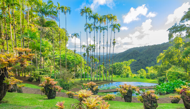 Jardins de la Balata &agrave; Fort-De-France, Martinique. Jardins exotique des Antilles Fran&ccedil;aises. 