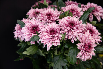 Fresh cut pink Chrysanthemums for sale in florist's shop.