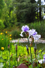 Iris Reverse Amoena flowers by the lake. Selective focus.