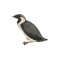 Botanical illustration of different types of birds