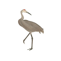 Botanical illustration of different types of birds