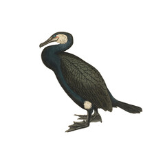 Botanical illustration of different types of birds