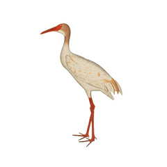 Botanical illustration of different types of birds