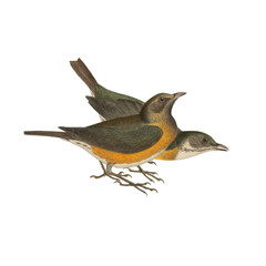 Botanical illustration of different types of birds