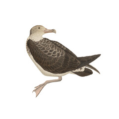 Botanical illustration of different types of birds