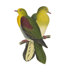 Botanical illustration of different types of birds