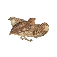 Botanical illustration of different types of birds
