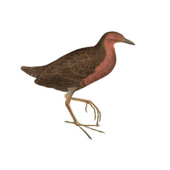 Botanical illustration of different types of birds