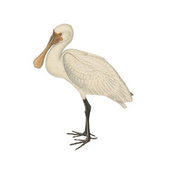 Botanical illustration of different types of birds