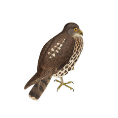 Botanical illustration of different types of birds