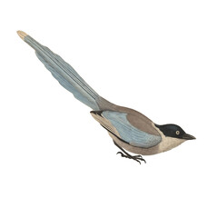 Botanical illustration of different types of birds