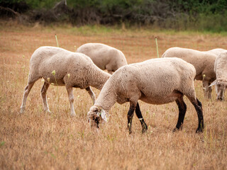 A flock of sheep grazes on the meadow in front of the forest