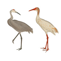 Obraz premium Botanical illustration of different types of birds