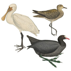 Botanical illustration of different types of birds