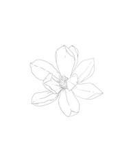 hand drawn pencil sketch flower