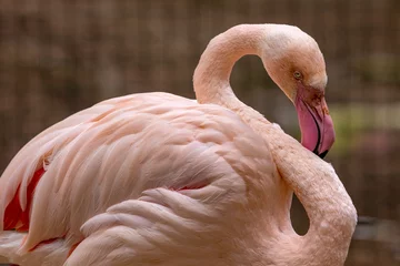 Fensteraufkleber Flamingo © jsr548