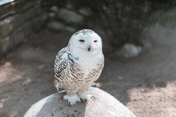 Close-up of a magnificent snowy owl