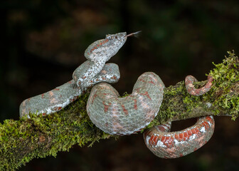 Eyelash Pit Viper (pink Morph), (Bothriechis schlegelii), Costa Rica