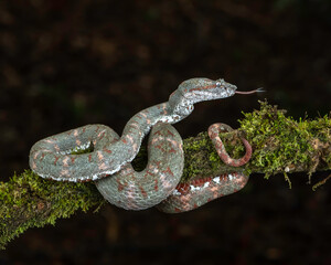 Eyelash Pit Viper (pink Morph), (Bothriechis schlegelii), Costa Rica