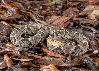 Fer-de-Lance (Bothrops asper) - aggressive, very dangerous