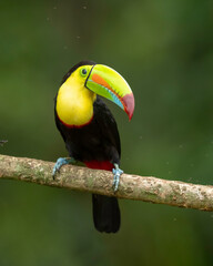 Yellow-throated Toucan (Ramphastros ambiguus), Costa Rica