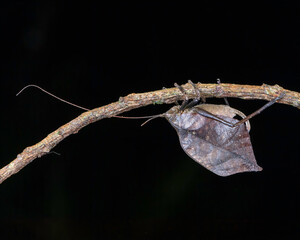 Leaf-mimic Katydid insects are masters of camouflage and mimicry. Costa Rica, 