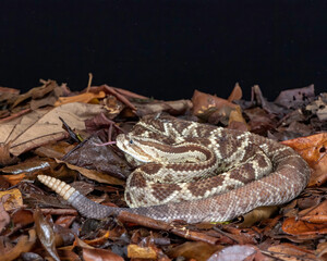 Neo Tropic Rattle Snake (Crotalus simus), Costa Rica