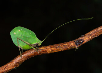 Leaf-mimic katydid insect (Tettigoniidae ), Costa Rica
