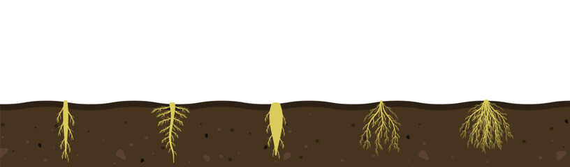 Variety of root systems in soil. Vector illustration of black soil section. Visual aid of fibrous and taproot rhizomes of plants - obrazy, fototapety, plakaty