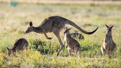 A mob of gret kangaroos in outback New South Wales,Australia.