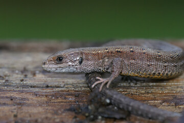 Closeup on an adult European live bearing lizard, Zootoca vivipare, sitting on wood