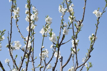 Hana peach ( Prunnus persica ) blossoms.   Flowering peach tree. Rosaceae deciduous shrub.
The flowering season is from March to April.
