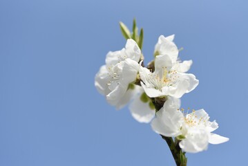Fototapeta na wymiar Hana peach ( Prunnus persica ) blossoms. Flowering peach tree. Rosaceae deciduous shrub. The flowering season is from March to April.