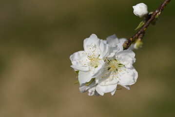 Hana peach ( Prunnus persica ) blossoms.   Flowering peach tree. Rosaceae deciduous shrub.
The flowering season is from March to April.