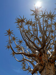 Quiver tree in Namibia. Wildlife, desert nature in Africa.