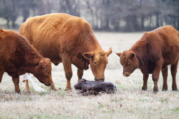 Cow and Calf Pair in spring calving season. Newborn calf still wet from birth with the mother cow...