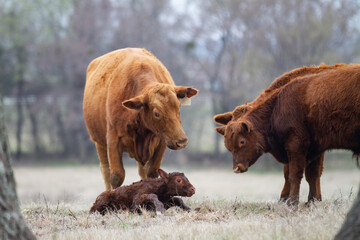 Cow and Calf Pair in spring calving season