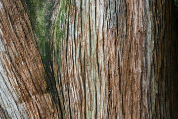 Tree trunk close-up