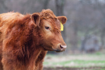 Fototapeta premium Red angus steer closeup of face with ear tag